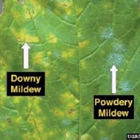بیماری قارچی سفیدک سطحی (Powdery Mildew)