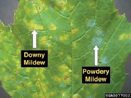 بیماری قارچی سفیدک سطحی (Powdery Mildew)