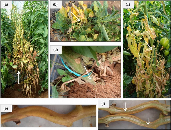 یماری‌های قارچی گیاهان و قارچ فوزاریوم (fusarium)