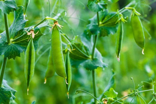 راهنمای کاشت نخودفرنگی