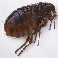 شناخت کک و نحوه از بین بردن آن