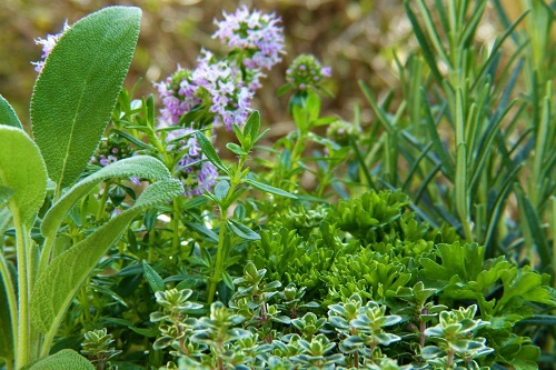 اهمیت پرورش گیاهان دارویی در فضای سبز شهری
