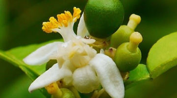 گلدهی و میوه دهی (فروت ست)