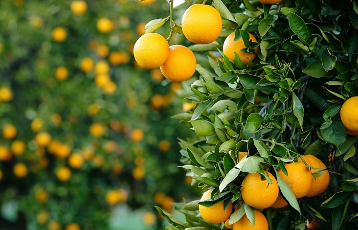 برنامه تغذیه برای درختان مرکبات