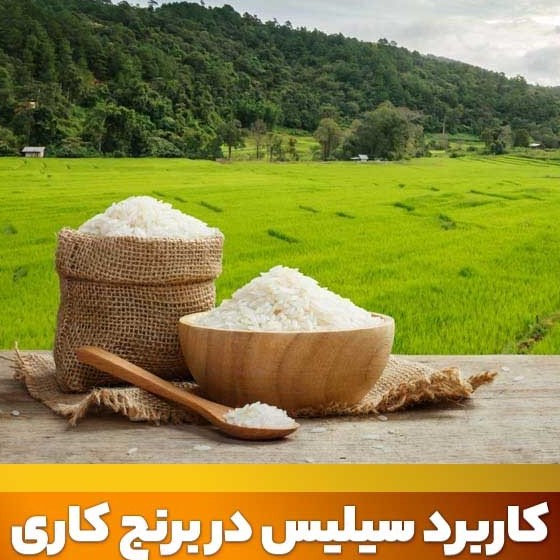 زمان استفاده کود سیلیس پتاس در شالی