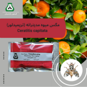 تریمدلور مگس میوه مدیترانه (جنس نر)