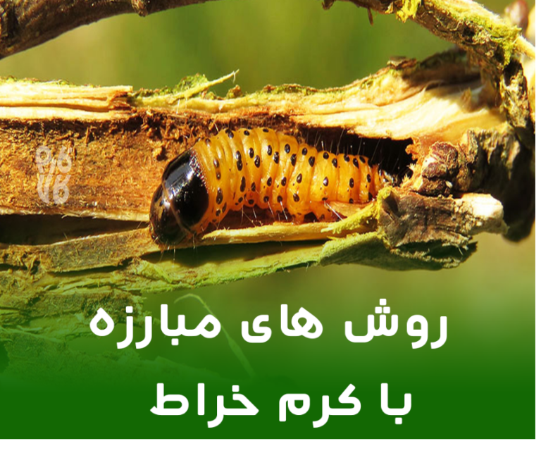 مبارزه با کرم خراط