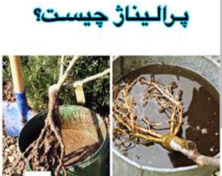 پرالیناژ (ضدعفونی و کوددهی ریشه نهال)