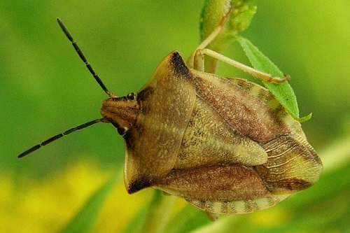 سن کارپوکوریس گندم