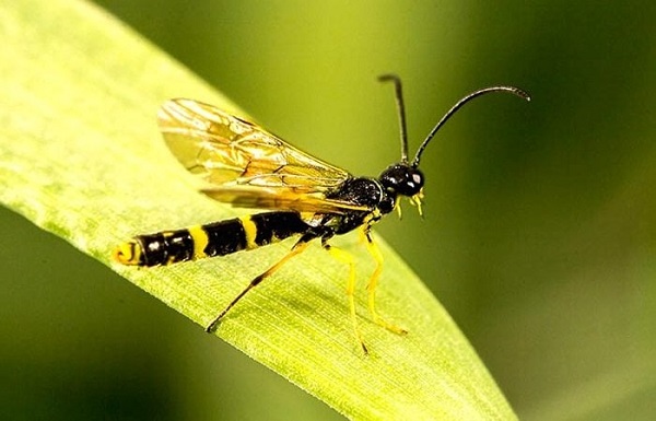 زنبور ساقه خوار غلات