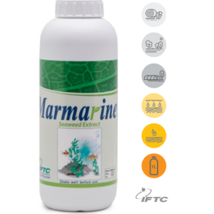 مارمارین- Marmarine