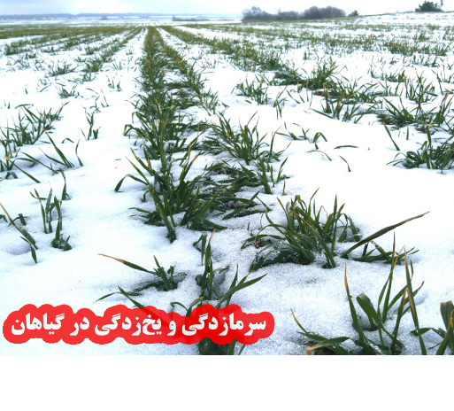 راه های پیشگیری و کنترل سرمازدگی در گیاهان