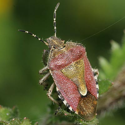 سن کوهی گندم