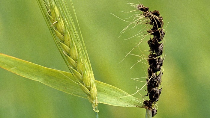 سیاهک آشکار گندم