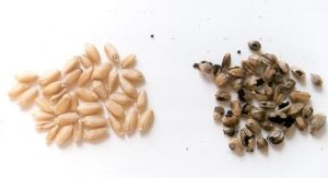 سیاهک پنهان پاکوتاه گندم