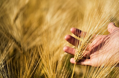 مدیریت تغذیه گیاه در زراعت گندم و جو