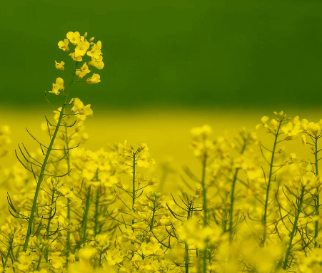 راهنمای گلدهی کلزا
