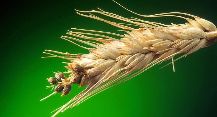 سیاهک پنهان پاکوتاه گندم؛ مشخصات، خسارت و کنترل آن