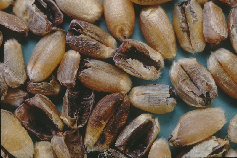 سیاهک ناقص گندم