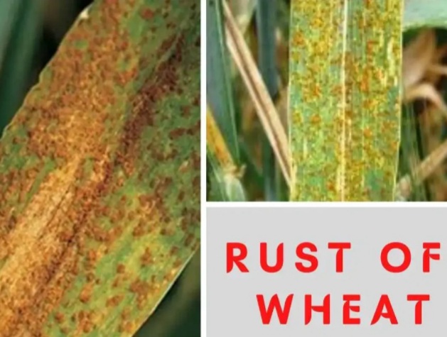 wheat rust diseases