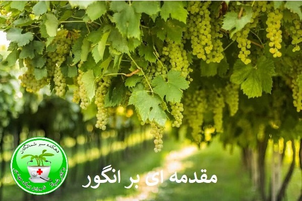 مقدمه ای بر انگور