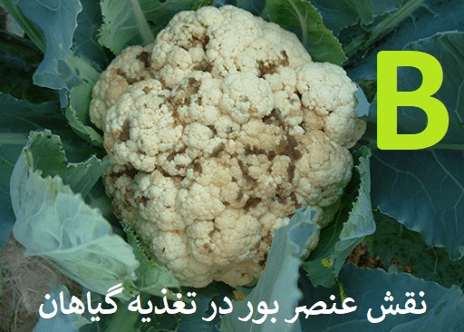 نقش عنصر بور در تغذیه گیاهان