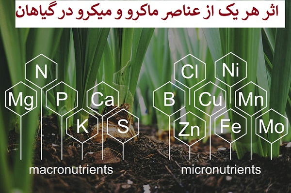 اثر هر يک از عناصر ماکرو و ميکرو در گياهان