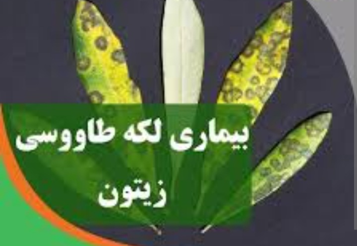 بیماری قارچی لکه طاووسی زیتون