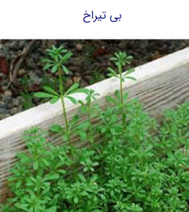 علفکش بازاگران دی پی برای علف بی تیراخ