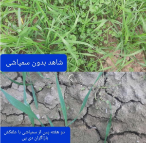 علفکش بازاگران دی پی