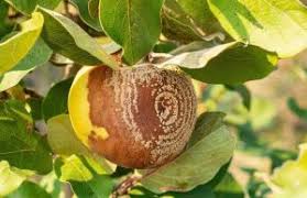 مومیایی درختان میوه