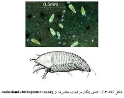 کنه زنگار مرکبات