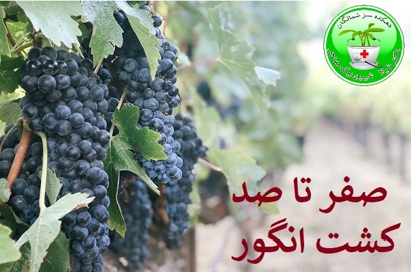 صفر تا صد کشت انگور