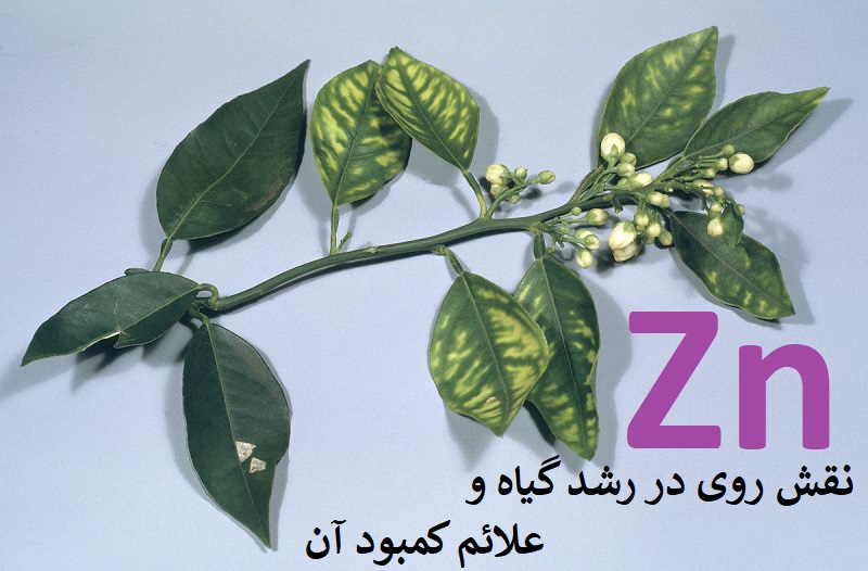 نقش روی در رشد گیاه و علائم کمبود آن