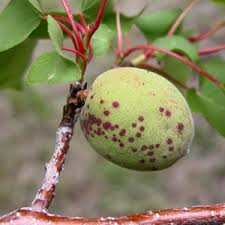 بیماری لکه غربالی