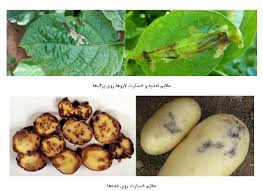 خسارت بید سیب زمینی