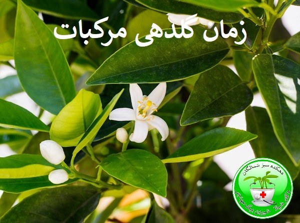 کود دهی مرکبات جهت جلوگیری از ریزش گلها