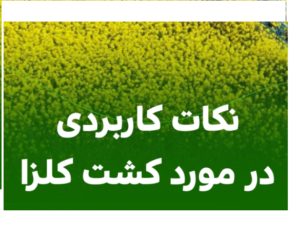 چسب غلاف کلزا پادسیل