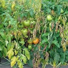 علائم پژمردگی فوزاریوم در گوجه‌فرنگی