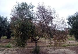بیماری ورتیسیلیوم