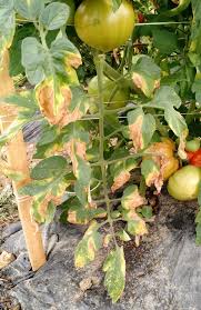 بیماری فوزاریوم گوجه فرنگی
