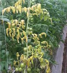 علائم پژمردگی فوزاریوم در گوجه‌فرنگی