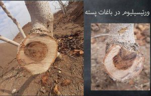بیماری ورتیسیلیوم