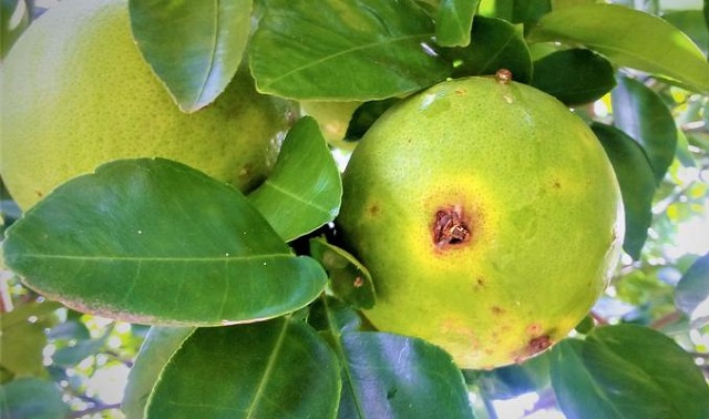 شناسایی و مبارزه با مگس میوه مدیترانه ای