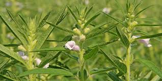 راهنمای کاشت کنجد