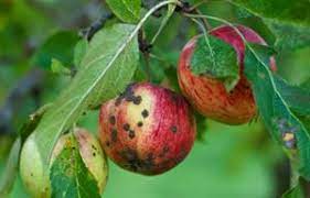 لکه سیاه سیب و گلابی