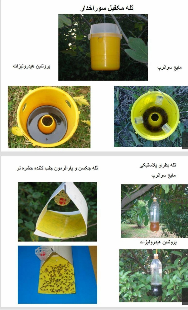 تله و فرمون مگس میوه مدیترانه