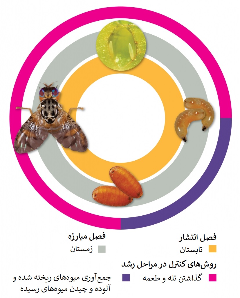 چرخه زندگی مگس میوه مدیترانه ای med fly