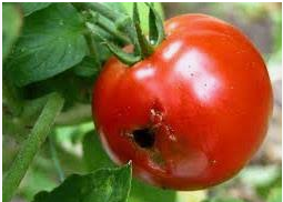 آشنایی با کرم میوه خوار گوجه فرنگی و روش های مبارزه با آن
