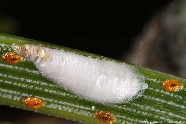 سپردار آسیایی گوجه